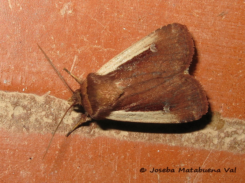 Noctuidae della fine settimana scorsa